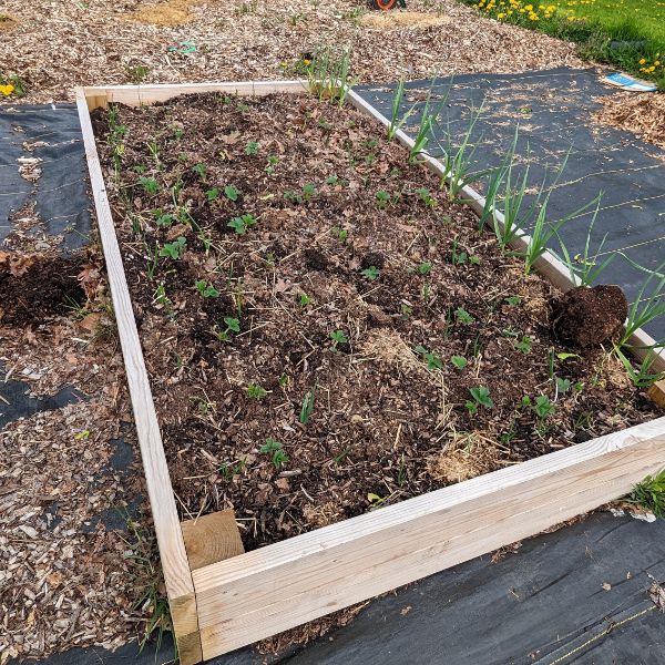 This raised bed is recently companion planted with strawberries, onions and garlic. The goal is for the onions and garlic to help repel damaging insects from the strawberries. This garden is in the process of being "built" so you can see the heavy weed fabric that is under all the raised beds which will eventually be covered by gravel. 