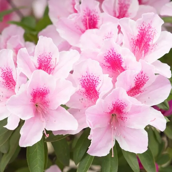 Pink Azalea flowers