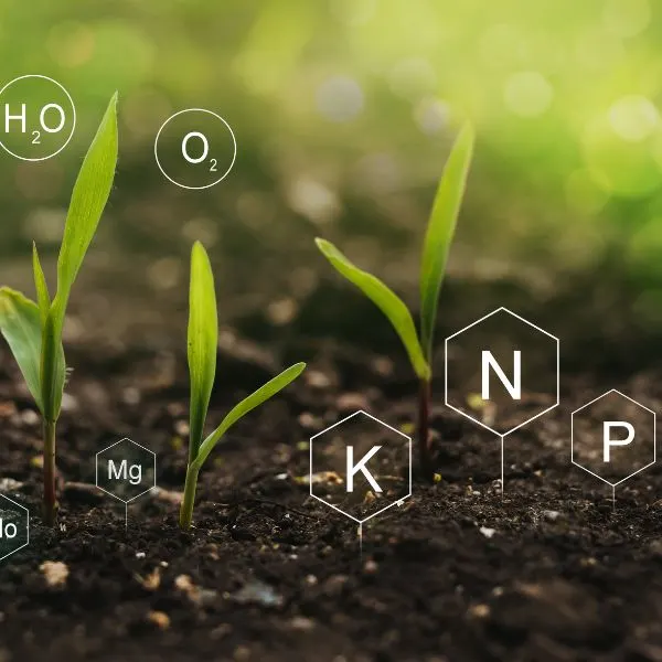 Plants growing out of dirt with nitrogen oxygen water and more being listed