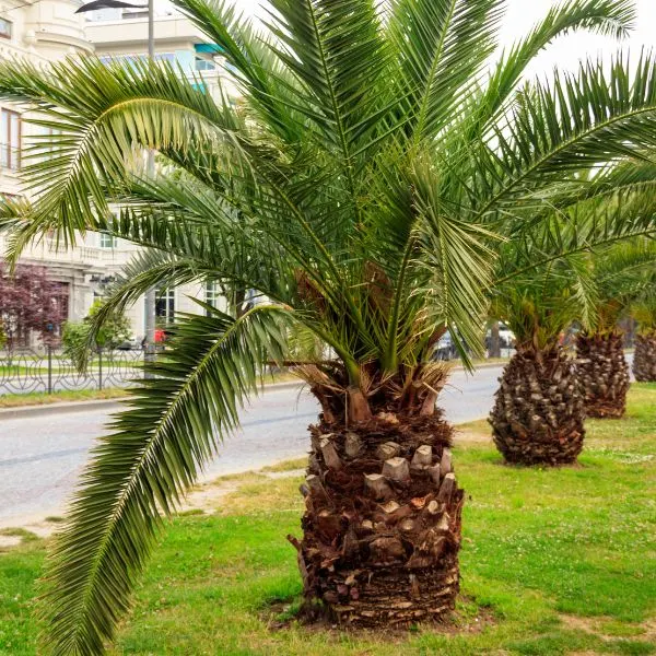 Pygmy date palm trees along road in city park Batumi Georgia