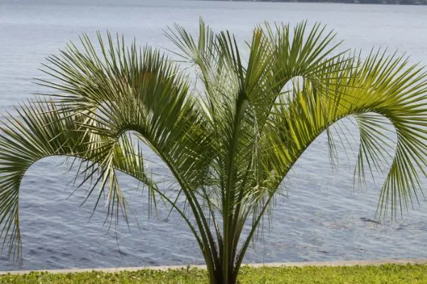 Pygmy date palm.