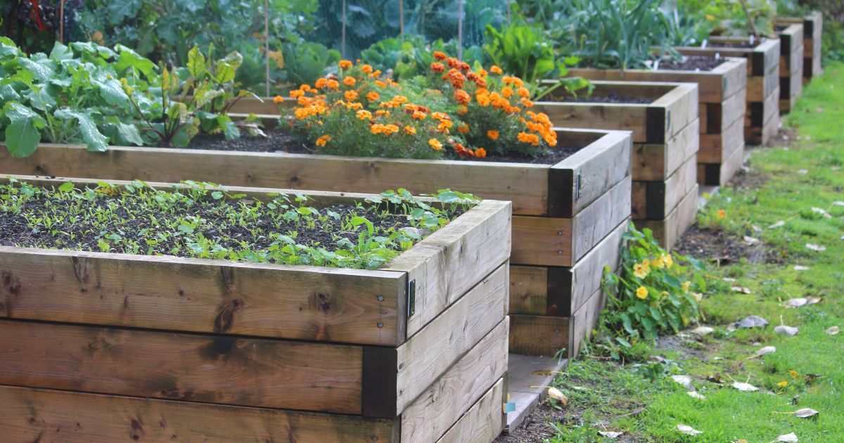 Raised Beds vs. In Ground Gardening