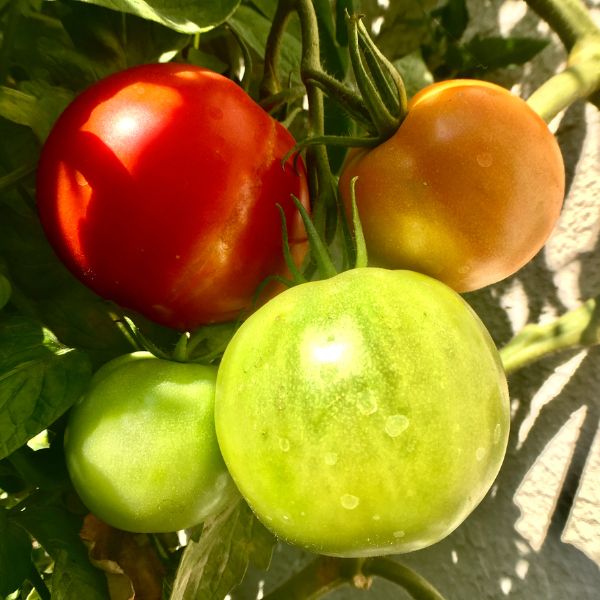 Red orange and green bunch of Better Boy Tomatoes (Solanum lycopersicum) on a vine