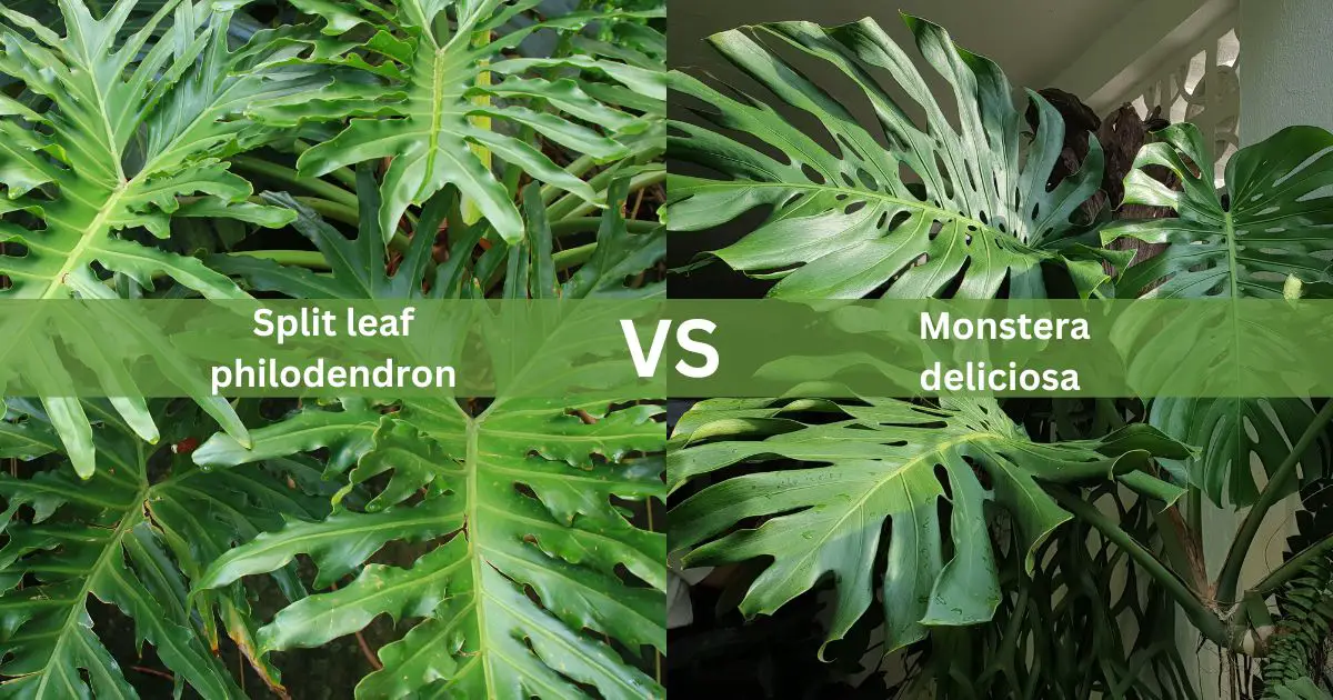 Split leaf philodendron vs Monstera deliciosa