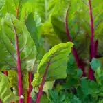 Swiss chard growing in a garden close up on the leaves