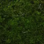 Terrarium moss
