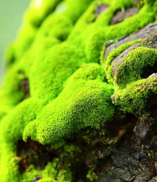 Terrarium moss types