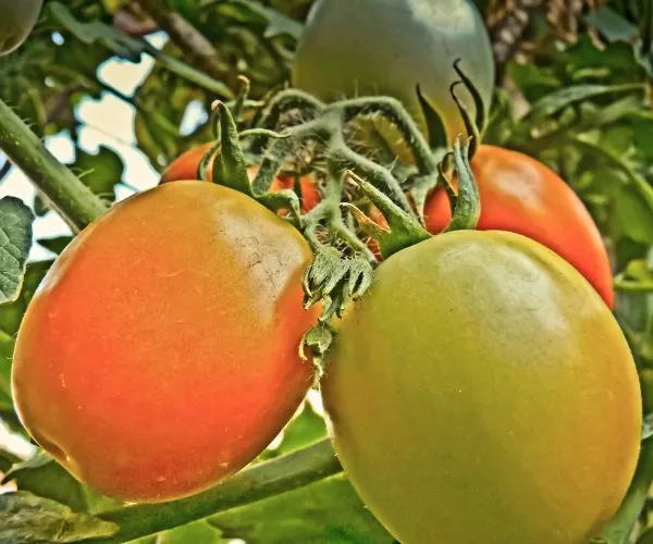 Tidy Treats Tomatoes (Lycopersicon esculentum) growing on a vine