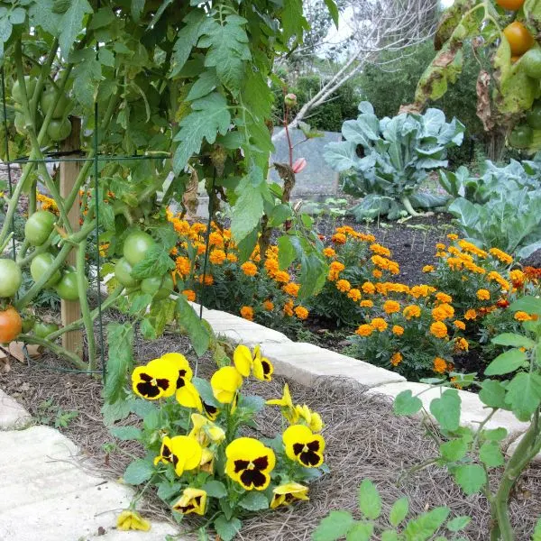 Tomatoes and marigolds companion planted in a garden