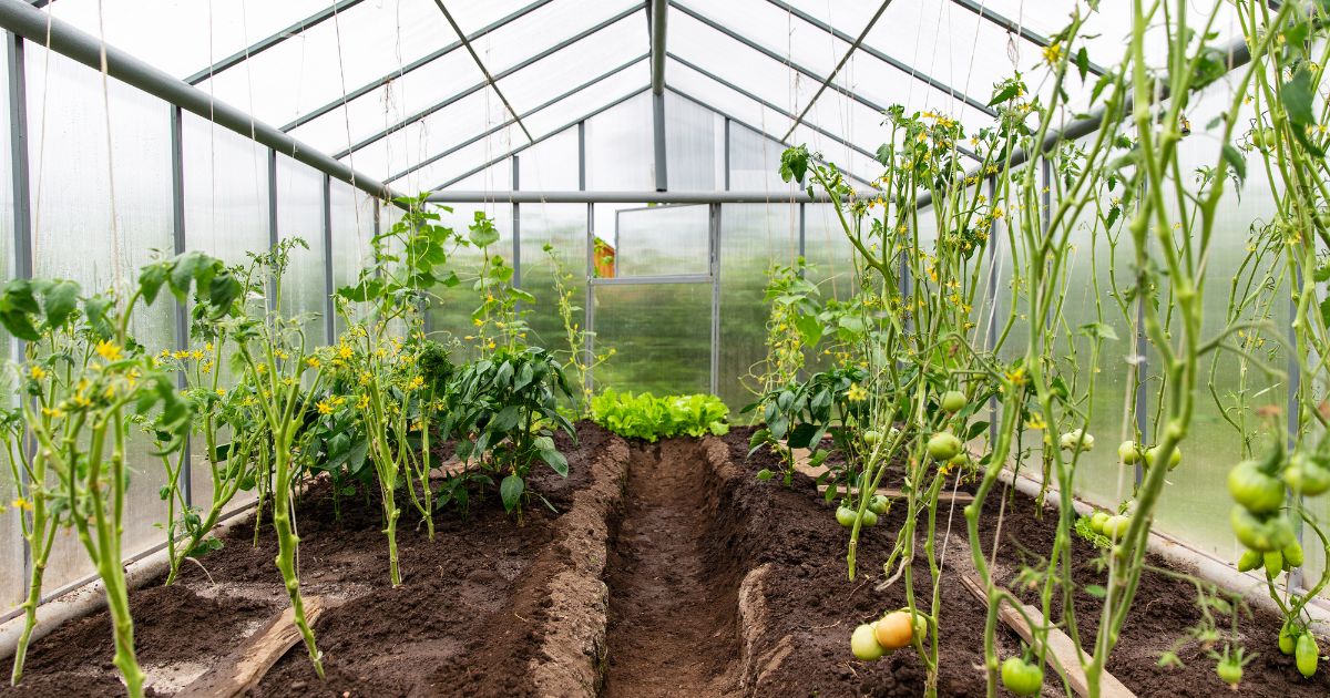 Why should you not plant cucumbers near tomatoes