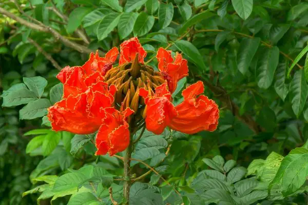 African tulip tree close-up with green leaves in the background.