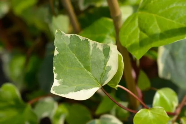 Algerian Ivy growing close-up.