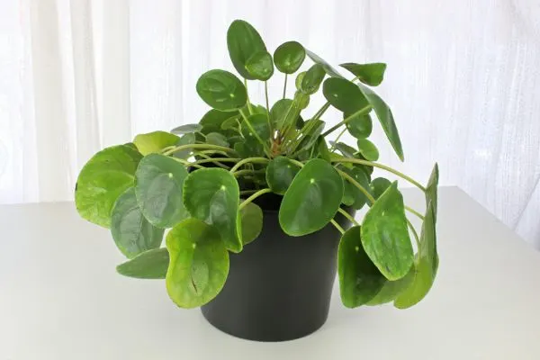 Aquamarine pilea growing in a pot with white background.