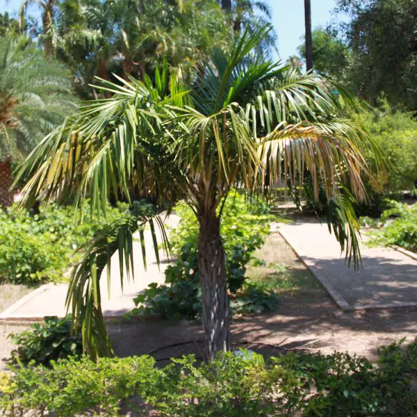 Arikury Palm tree (Syagrus schizophylla) in the botanical gardens in Valencia Spain