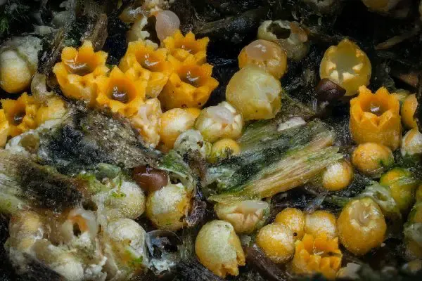 Artilllery fungus close-up.