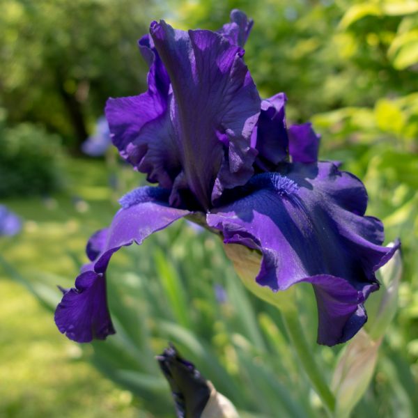 Bearded iris close-up.