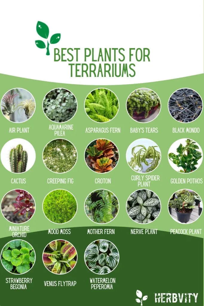 Best Plants for Terrariums