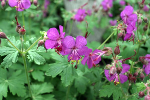 Bigroot geraniums close-up with green leaves in the background.