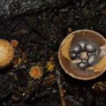 Bird's nest fungus close-up.