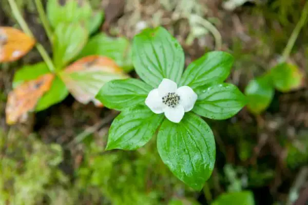 Bunchberry close-up.