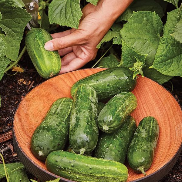 Burpee Supremo Pickling Cucumbers being picked