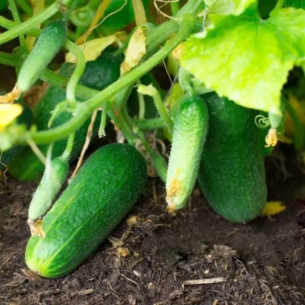 Calypso Cucumbers growing in garden