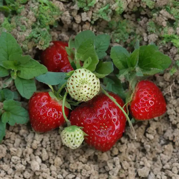 Calypso strawberries in a field