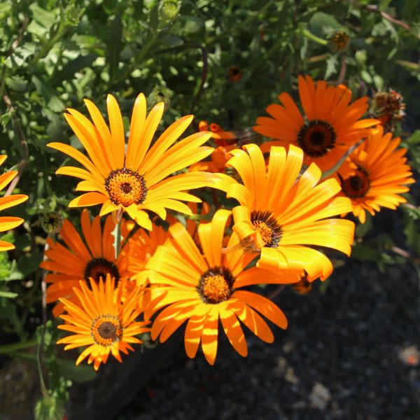 Cape marigold daisy close-up.