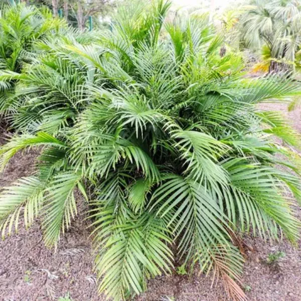 Cat palm (Chamaedorea cataractarum) also known as a Cascade palm or Mexican hat palm
