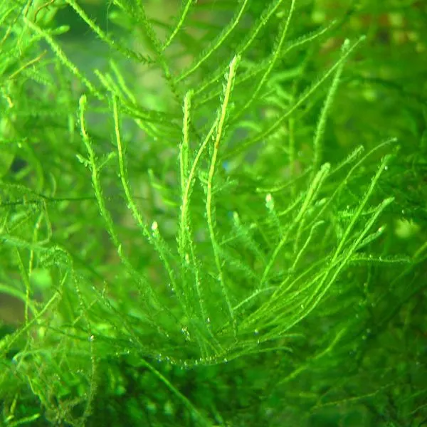 Close up of Java Moss (Taxiphyllum barbieri)