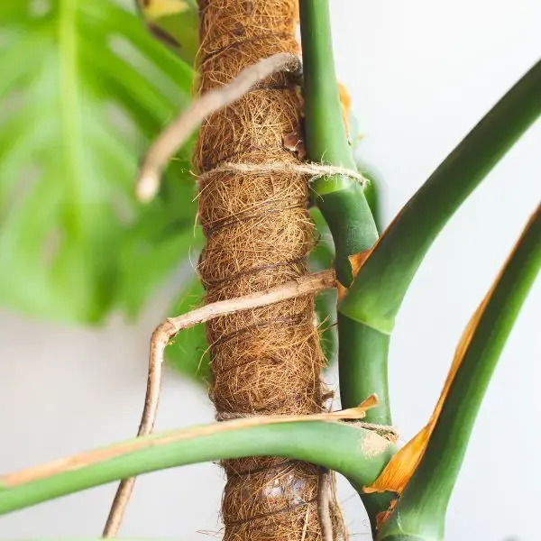 Close up of Monstera Aerial Roots