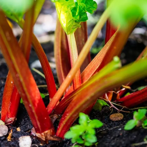 Close up of Rhubarb growing out of wet soil with weeds around