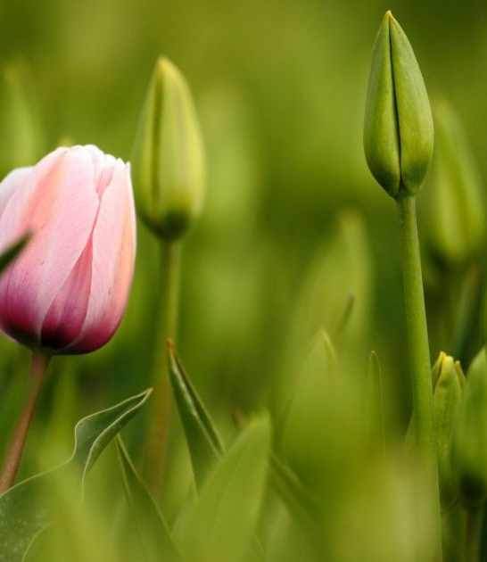 Companion Plants for Tulips