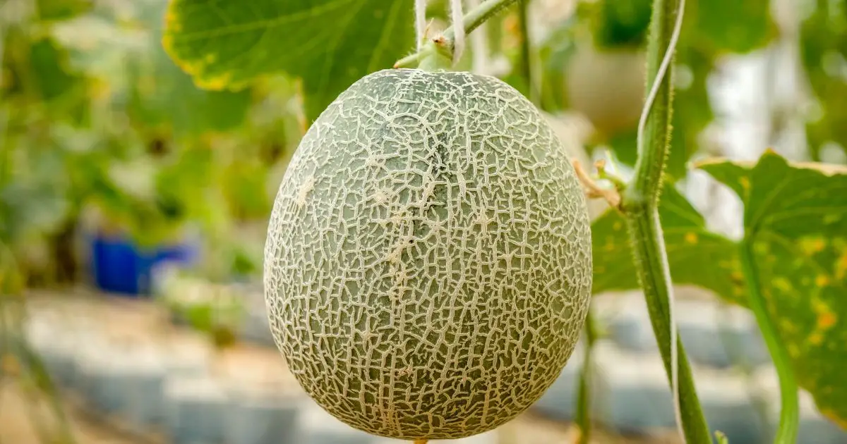 Companion plants for Melons