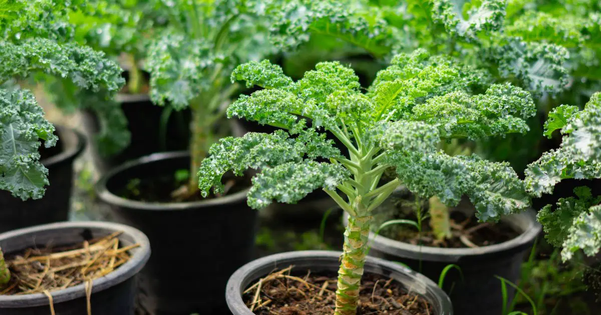 Companion plants for broccoli