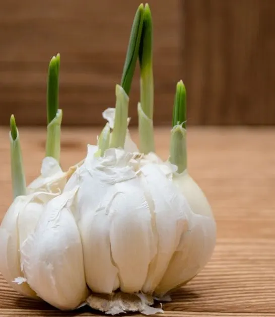 Companion plants for garlic