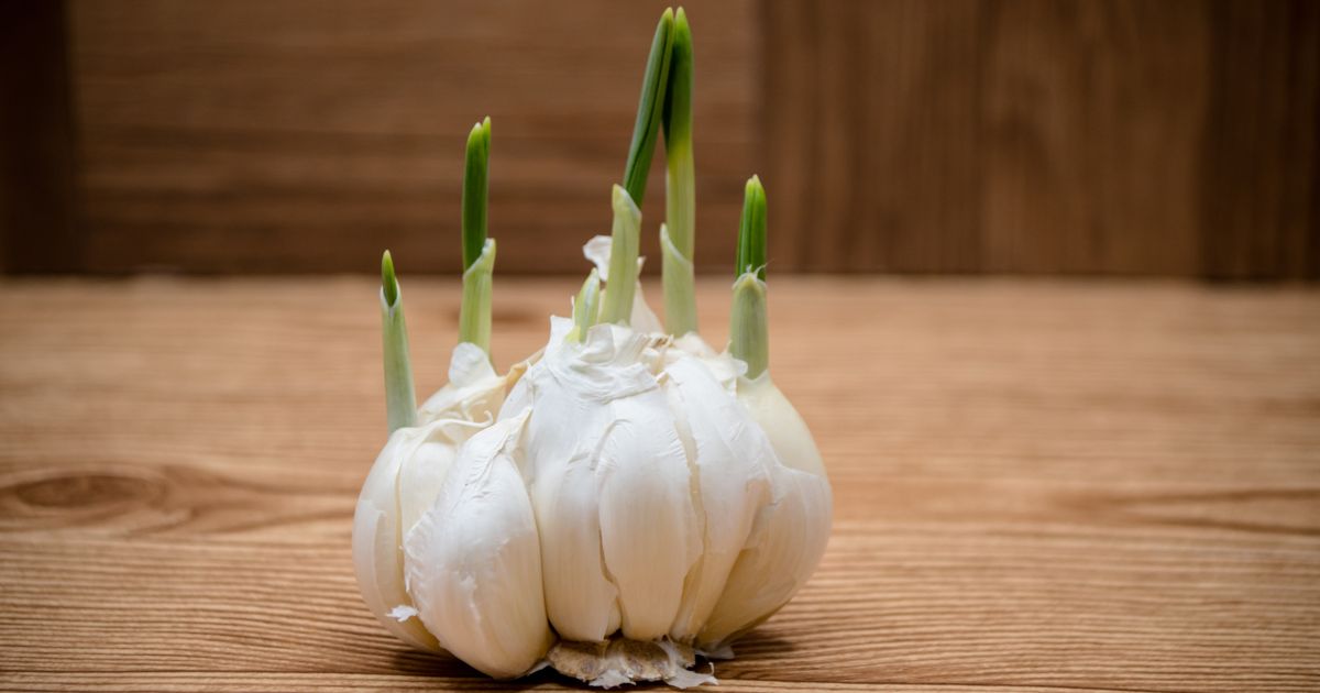 Companion plants for garlic