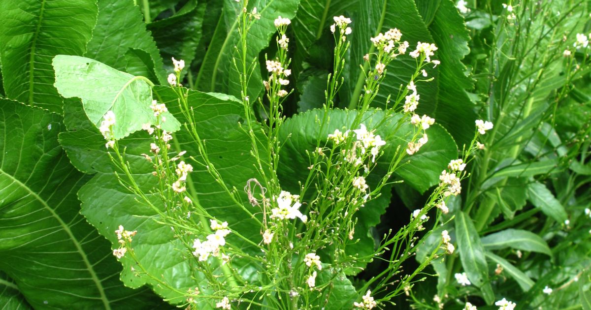 Companion plants for horseradish