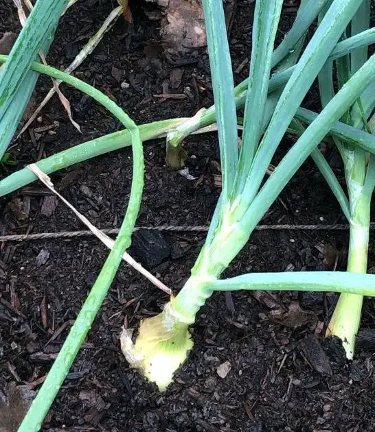 Companion plants for onions
