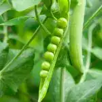 Companion plants for peas