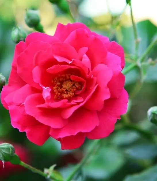 Companion plants for roses