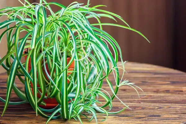 Curly spider plant growing in a pot,