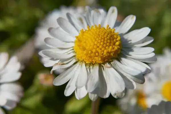 English daisy close-up.