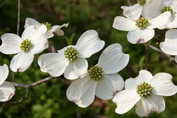 Flowering dogwood tee close-up.