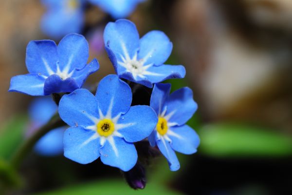 Great forget me not close-up.