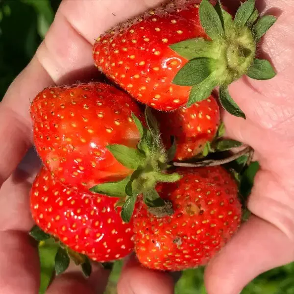 Hand full of Allstar variety strawberries