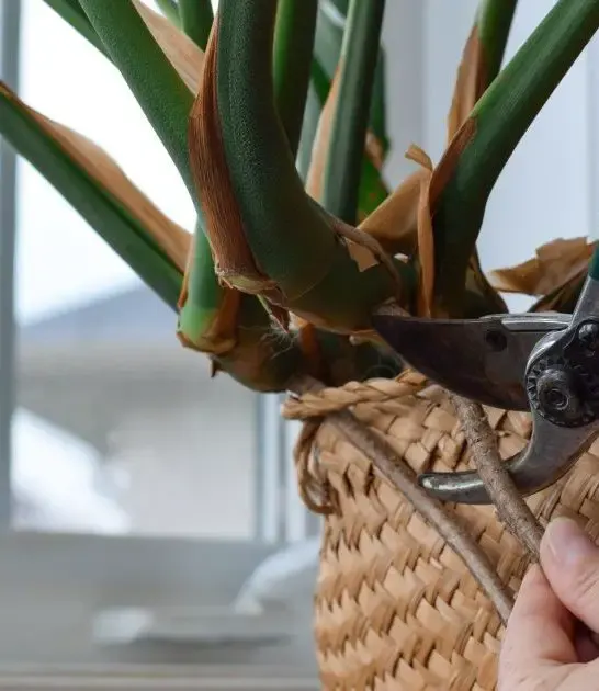 How To Care For Monstera Aerial Roots