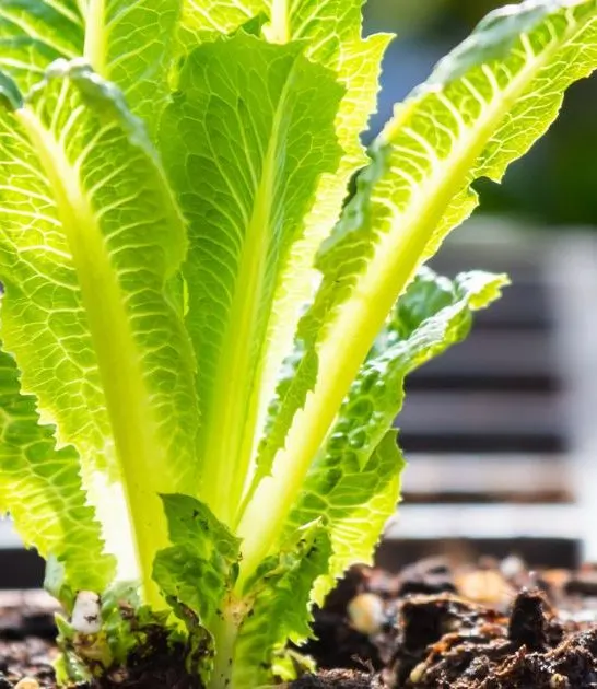 How To Grow Romaine Lettuce From Scraps