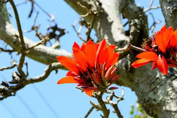 Indian coral tree close-up.
