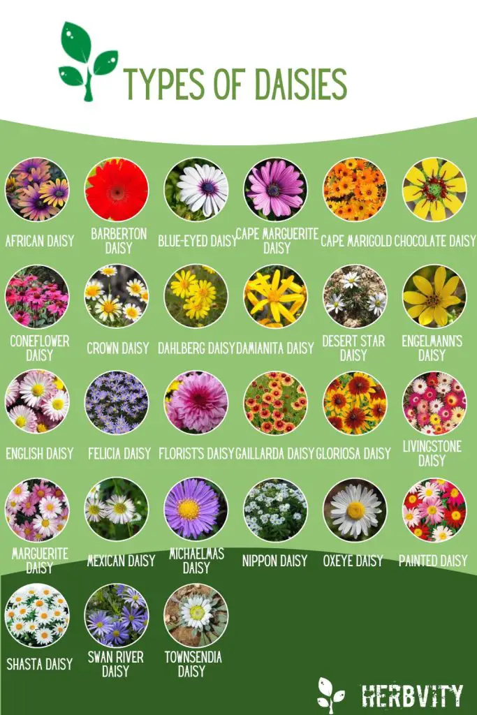 Infographic of different Types of Daisies